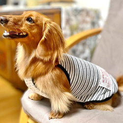 【送料無料】ダックス 小型犬用洋服 【ビアンコ】綿 キャミソール 犬服 ダックス プードル チワワ 7枚目の画像