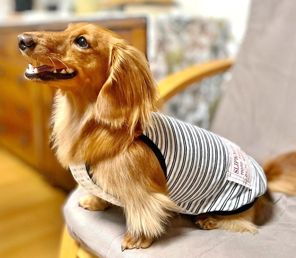 【送料無料】ダックス 小型犬用洋服 【ビアンコ】綿 キャミソール 犬服 ダックス プードル チワワ 7枚目の画像