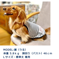 【送料無料】ダックス 小型犬用洋服 【ビアンコ】綿 キャミソール 犬服 ダックス プードル チワワ 2枚目の画像