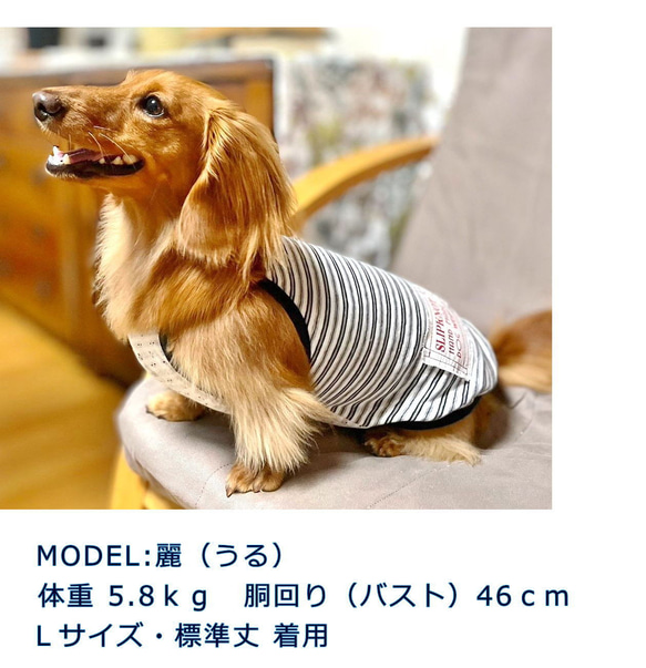 【送料無料】ダックス 小型犬用洋服 【ビアンコ】綿 キャミソール 犬服 ダックス プードル チワワ 2枚目の画像