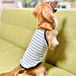 【送料無料】ダックス 小型犬用洋服 【ビアンコ】綿 キャミソール 犬服 ダックス プードル チワワ 4枚目の画像