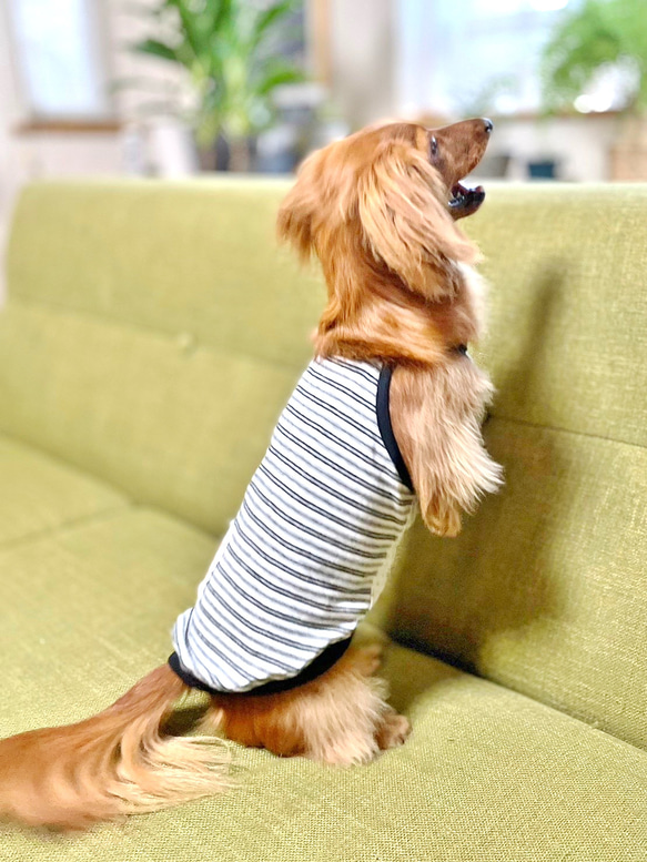 【送料無料】ダックス 小型犬用洋服 【ビアンコ】綿 キャミソール 犬服 ダックス プードル チワワ 4枚目の画像