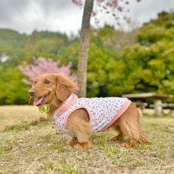 【送料無料】【桜と椿】ダックス 小型犬用洋服 綿 ノースリーブ フード 犬服 ダックス プードル チワワ 12枚目の画像