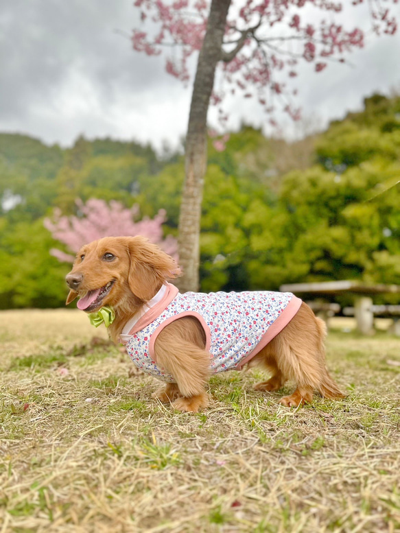 【送料無料】【桜と椿】ダックス 小型犬用洋服 綿 ノースリーブ フード 犬服 ダックス プードル チワワ 12枚目の画像