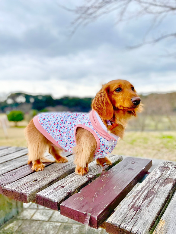 【送料無料】【桜と椿】ダックス 小型犬用洋服 綿 ノースリーブ フード 犬服 ダックス プードル チワワ 4枚目の画像