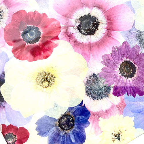 淡い淡い幻想的なアネモネ 押し花額 その他アート 神戸六甲 優花 通販