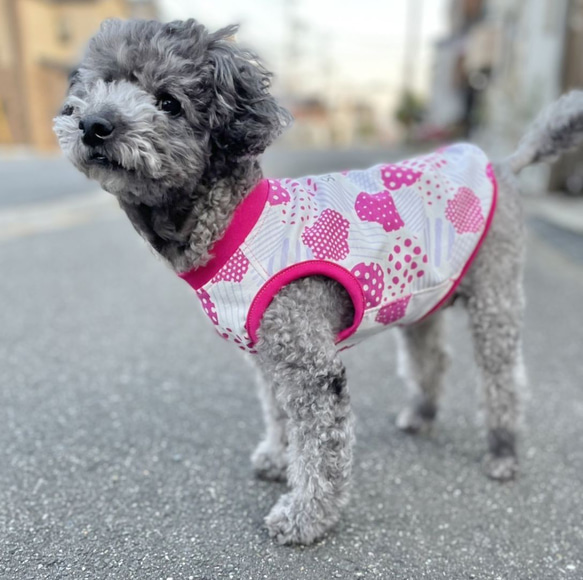 【送料無料】【ほのか】ダックス 小型犬用洋服 綿ノースリーブ 犬服 ダックス プードル チワワ 10枚目の画像