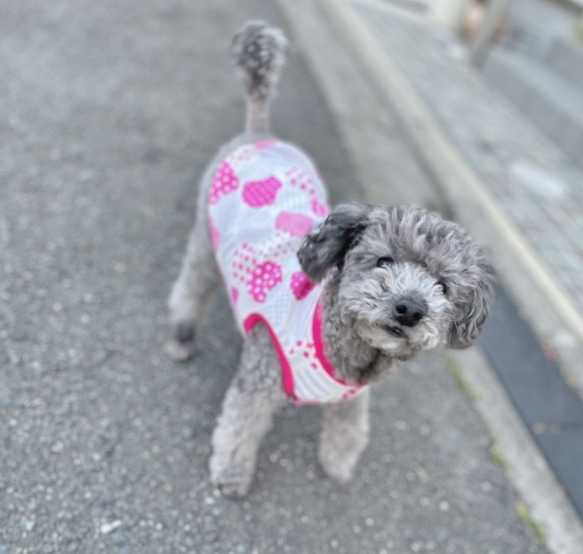 【送料無料】【ほのか】ダックス 小型犬用洋服 綿ノースリーブ 犬服 ダックス プードル チワワ 13枚目の画像