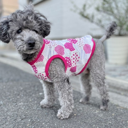 【送料無料】【ほのか】ダックス 小型犬用洋服 綿ノースリーブ 犬服 ダックス プードル チワワ 12枚目の画像