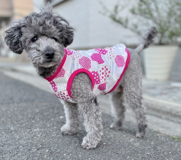 【送料無料】【ほのか】ダックス 小型犬用洋服 綿ノースリーブ 犬服 ダックス プードル チワワ 12枚目の画像