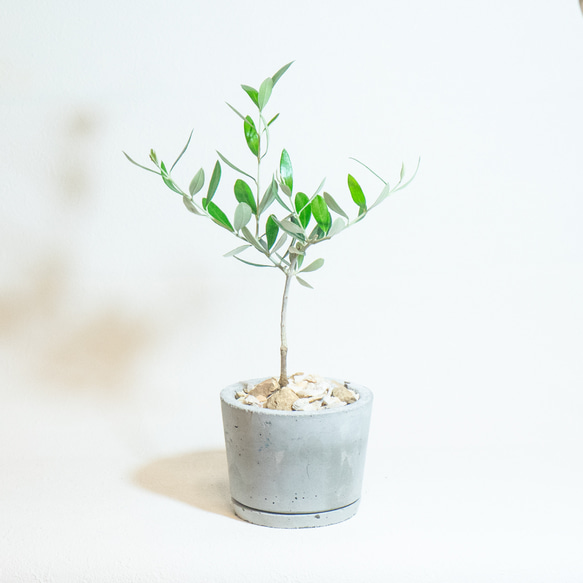 ≪ 観葉植物 ≫お庭やベランダで育てるオリーブの鉢植え｜ざらっとした風合いの手づくりモルタル鉢送料｜全国一律850円 2枚目の画像