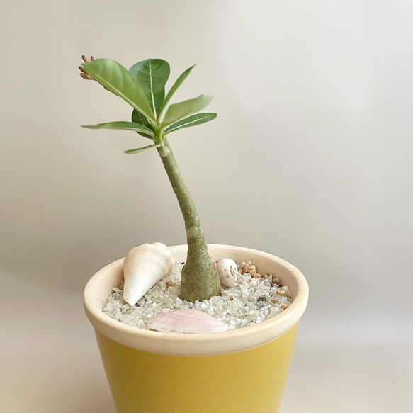 【鉢付き】宮古島アデニウムの鉢植え　観葉植物　アデニウム　育てやすい　植替え済み　下皿付き　プレゼント　お祝い　開店祝い 6枚目の画像
