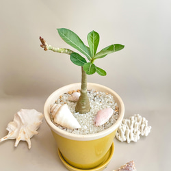 【鉢付き】宮古島アデニウムの鉢植え　観葉植物　アデニウム　育てやすい　植替え済み　下皿付き　プレゼント　お祝い　開店祝い 2枚目の画像