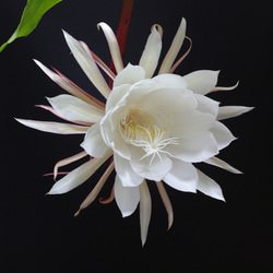 リアル月下美人（げっかびじん）ノ香　10mlor15ml　 queen of a night　生花の香りの再現　 17枚目の画像