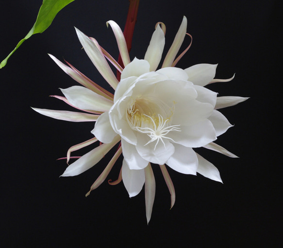 リアル月下美人（げっかびじん）ノ香　10mlor15ml　 queen of a night　生花の香りの再現　 17枚目の画像