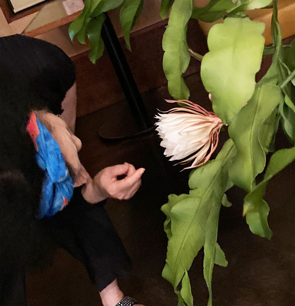 リアル月下美人（げっかびじん）ノ香　10mlor15ml　 queen of a night　生花の香りの再現　 7枚目の画像