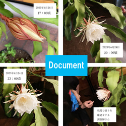 リアル月下美人（げっかびじん）ノ香　10mlor15ml　 queen of a night　生花の香りの再現　 5枚目の画像