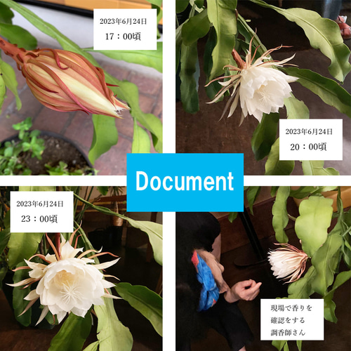 リアル月下美人（げっかびじん）ノ香 10mlor15ml queen of a night