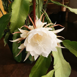 リアル月下美人（げっかびじん）ノ香　10mlor15ml　 queen of a night　生花の香りの再現　 4枚目の画像