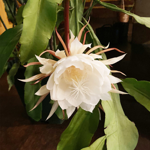 リアル月下美人（げっかびじん）ノ香 10mlor15ml queen of a night