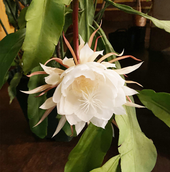 リアル月下美人（げっかびじん）ノ香　10mlor15ml　 queen of a night　生花の香りの再現　 4枚目の画像