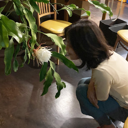 リアル月下美人（げっかびじん）ノ香　10mlor15ml　 queen of a night　生花の香りの再現　 8枚目の画像