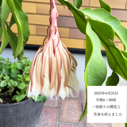 リアル月下美人（げっかびじん）ノ香　10mlor15ml　 queen of a night　生花の香りの再現　 6枚目の画像