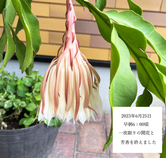 リアル月下美人（げっかびじん）ノ香　10mlor15ml　 queen of a night　生花の香りの再現　 6枚目の画像