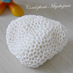 激美！レアな純白 宮古島 天然 球体サンゴ 流木のスタンド付き エアー