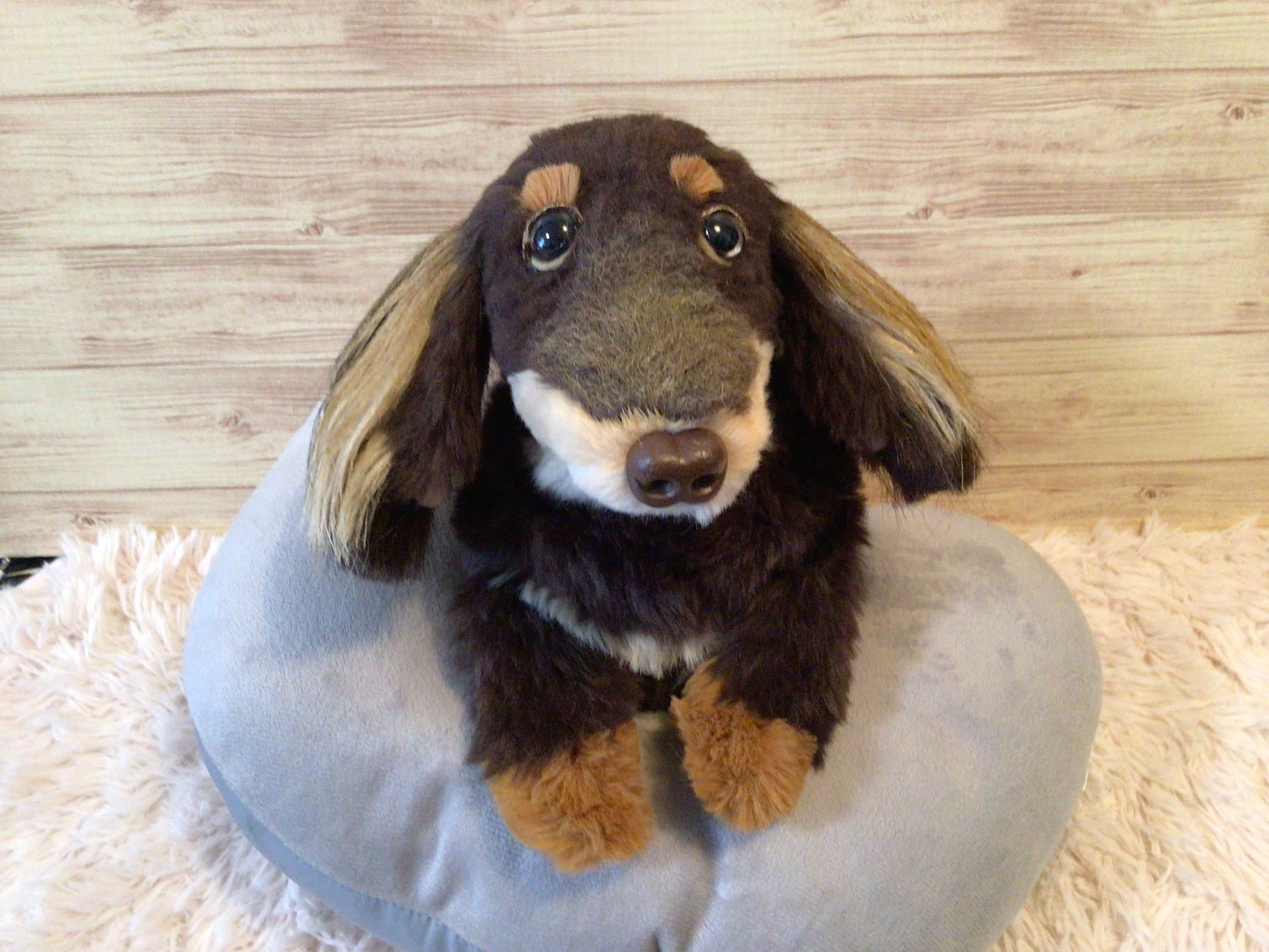 qさま愛犬ちゃんオーダーメイド品(ミニチュアダックスフンド