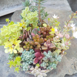 多肉植物 リメ缶の寄せ植え 5枚目の画像