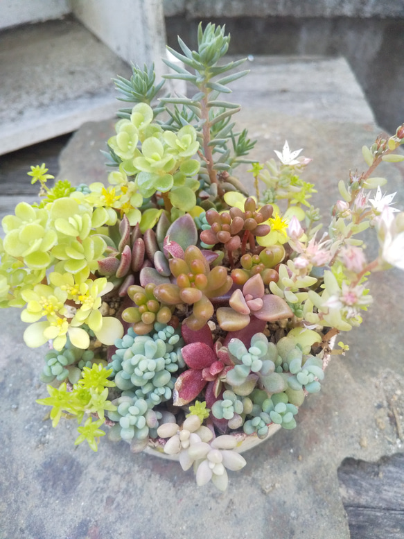 多肉植物 リメ缶の寄せ植え 5枚目の画像