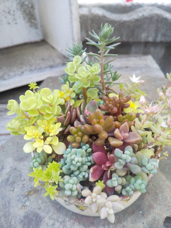 多肉植物 リメ缶の寄せ植え 2枚目の画像