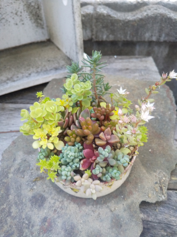 多肉植物 リメ缶の寄せ植え 1枚目の画像