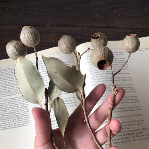 ベルガムナッツ　５個 ベルガムナッツ5個