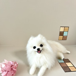 羊毛フェルト ケース付き 伏せをするマルチーズちゃん 送料無料 羊毛