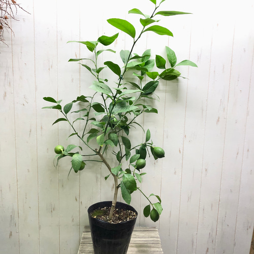 斑入りレモン 果樹 実が付き 鉢ごと発送 【公式通販】