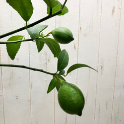 大きめ 実付き　自宅で収穫　安心レモン   レモンの木   サイパン 8枚目の画像