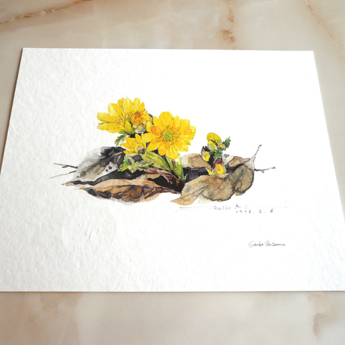 フクジュソウ 】 ORIGINAL GICLEE 水彩画を高級紙に印刷した鑑賞