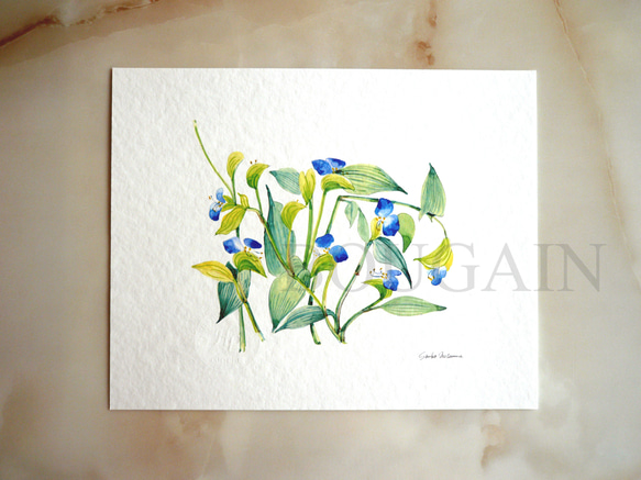 ツユクサ 】 ORIGINAL GICLEE 水彩画を高級紙に印刷した鑑賞用絵画