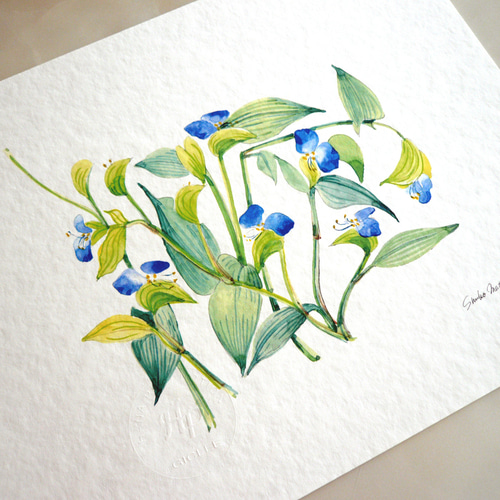 ツユクサ 】 ORIGINAL GICLEE 水彩画を高級紙に印刷した鑑賞用絵画