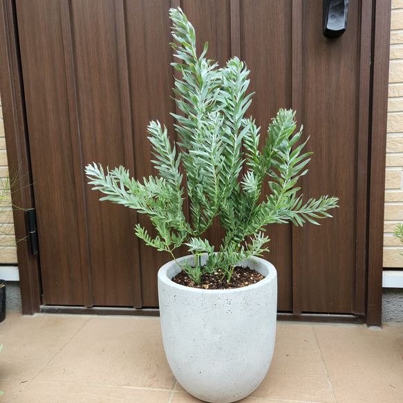 アカシア ブルーブッシュ 樽型鉢植え 苗 大株 シンボルツリー