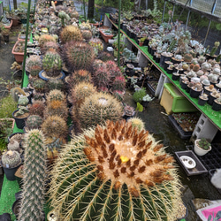 レアサボテンコレクション・マミラリア属・ピコモンストinわけけのお店