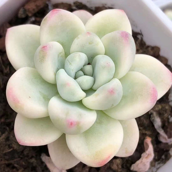 クラバツム錦 多肉植物 エケベリア 超美苗 韓国苗 観葉植物 花 園芸 