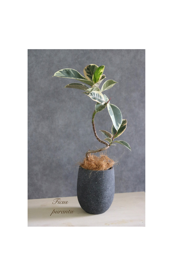 お部屋のアクセント❤︎曲がりベンガルゴムの木 お部屋のアクセント❤︎曲がりベンガルゴムの木 お部屋のアクセント