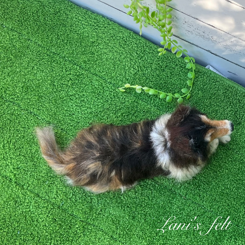 愛犬製作 オーダー シェルティ♡世界でたった一つ♡シェットランド