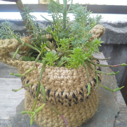 多肉植物 麻カゴの寄せ植え 2枚目の画像