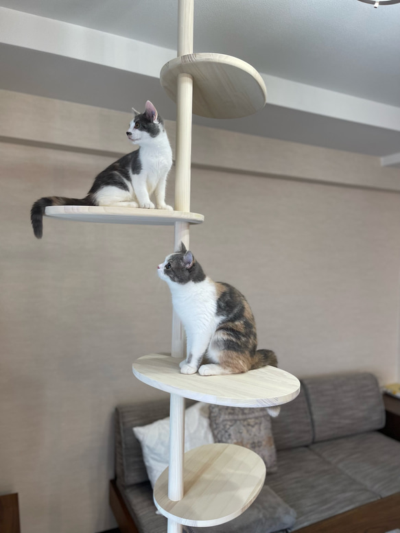 インテリアにとけこむ　おしゃれな　ウッディ　キャットタワー　リニューアル!　２００cm〜３００cm対応可能！ 