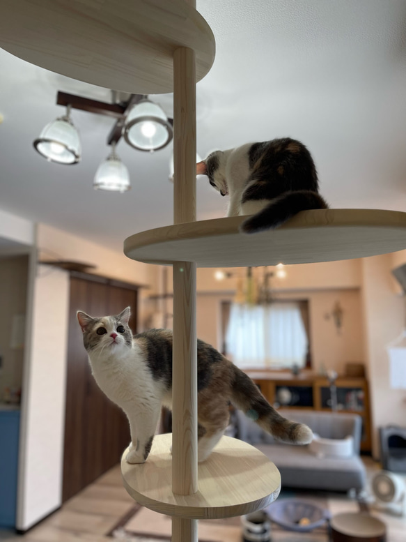 インテリアにとけこむ　おしゃれな　ウッディ　キャットタワー　リニューアル!　２００cm〜３００cm対応可能！ 