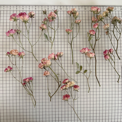 スカビオサドラムスティック ドライフラワー 20本 ドライフラワー